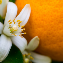 Load image into Gallery viewer, (Step 2) Hydrating Toner